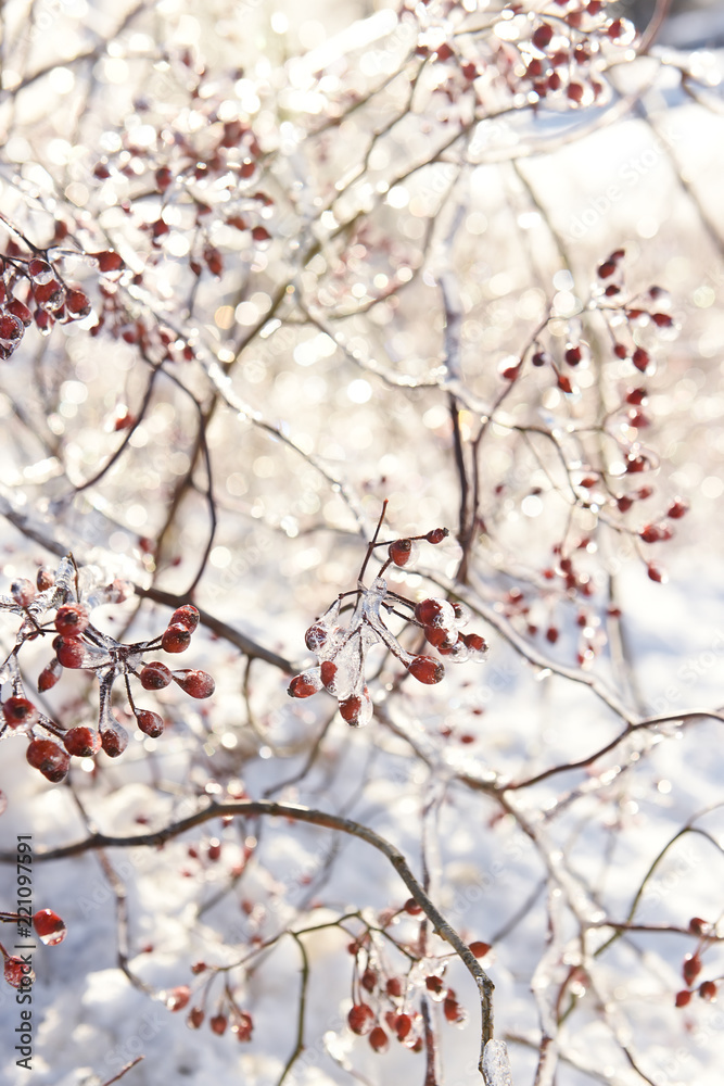 Branches with berries covered with sparkling ice on a sunny winter day. Openwork binding of ice branches. Selective focus.
Branches with berries covered with sparkling ice on a sunny winter day. Openwork binding of ice branches. Selective focus.