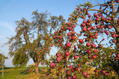 viele rote Äpfel am Baum auf einer Streuobstwiese