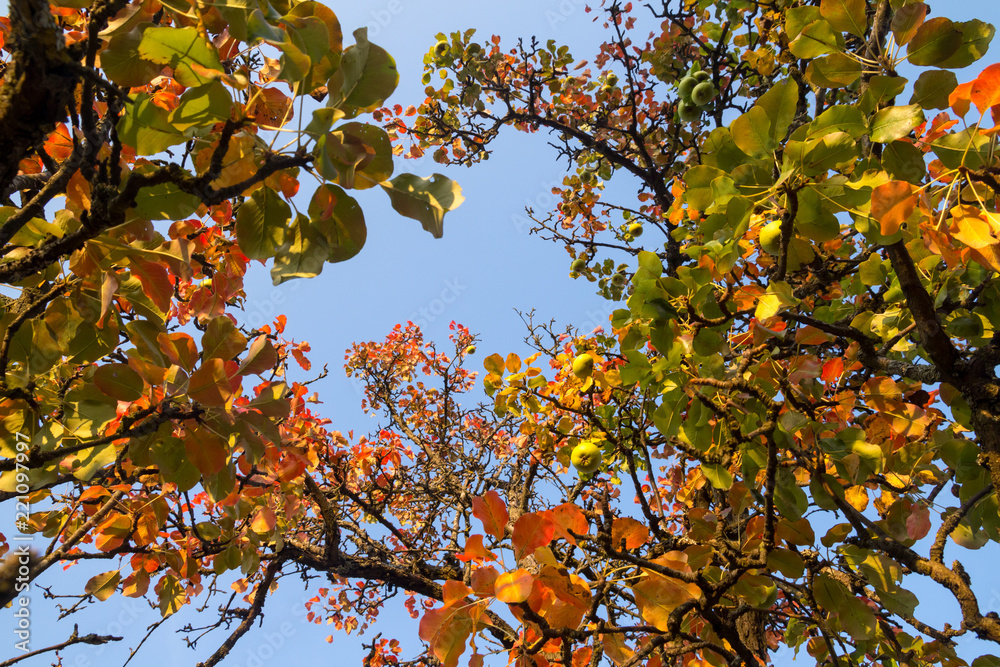 Mostbirne mit Früchten und einsetzender Herbstverfärbung auf einer Streuobstwiese Mostbirne mit Früchten und einsetzender Herbstverfärbung auf einer Streuobstwiese