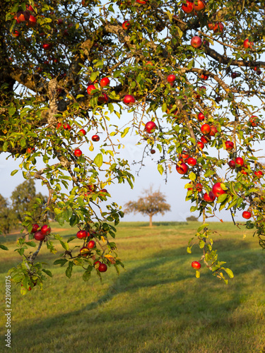 rote Mostäpfel am Baum auf einer württembergischen Streuobstwiese im Spätsommer