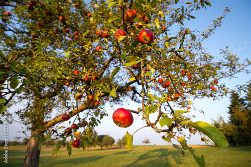 rote Mostäpfel am Baum auf einer württembergischen Streuobstwiese im Spätsommer