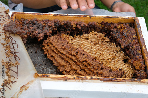 stingless honey bees beehive. trigona meliponini colonies rearing photo