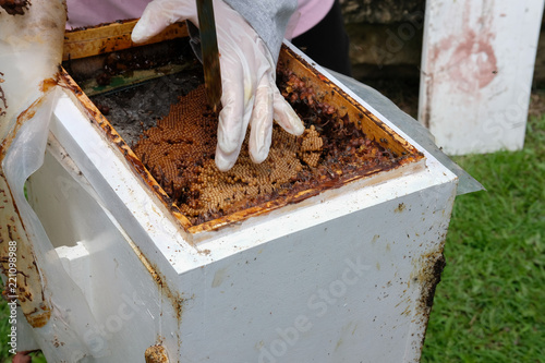 transfer stingless honey bees to new beehive. trigona meliponini colonies mass rearing