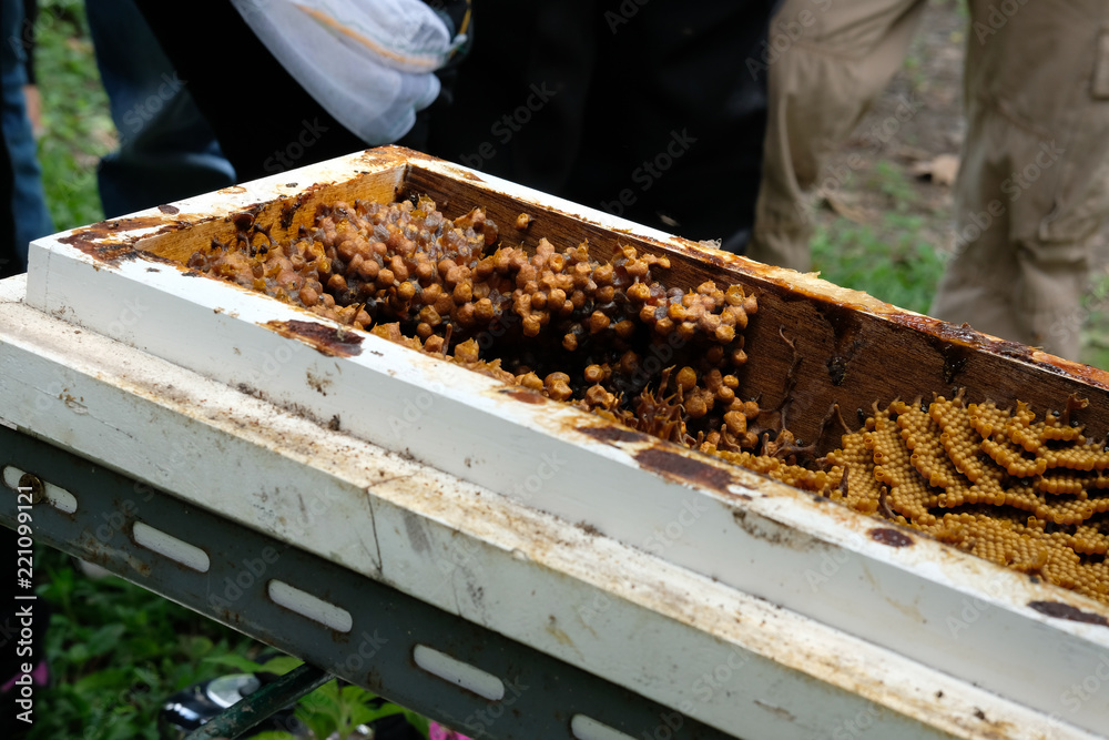 stingless honey bees beehive. trigona meliponini colonies rearing stingless honey bees beehive. trigona meliponini colonies rearing