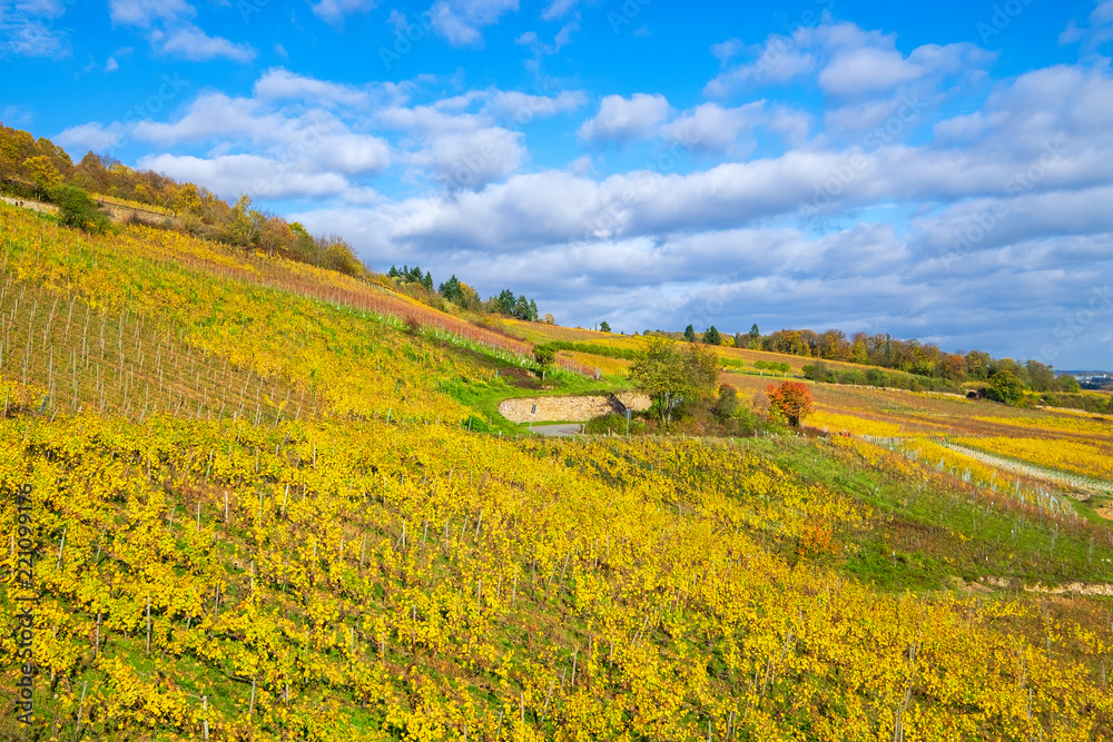 Herbstlich gefärbter Weinberg bei sonnigem Wetter Herbstlich gefärbter Weinberg bei sonnigem Wetter