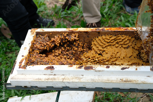 stingless honey bees beehive. trigona meliponini colonies rearing