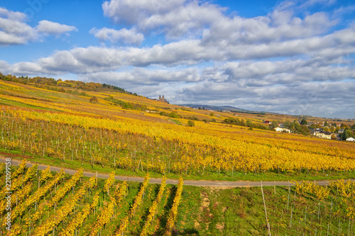 Herbstlich gefärbter Weinberg bei sonnigem Wetter