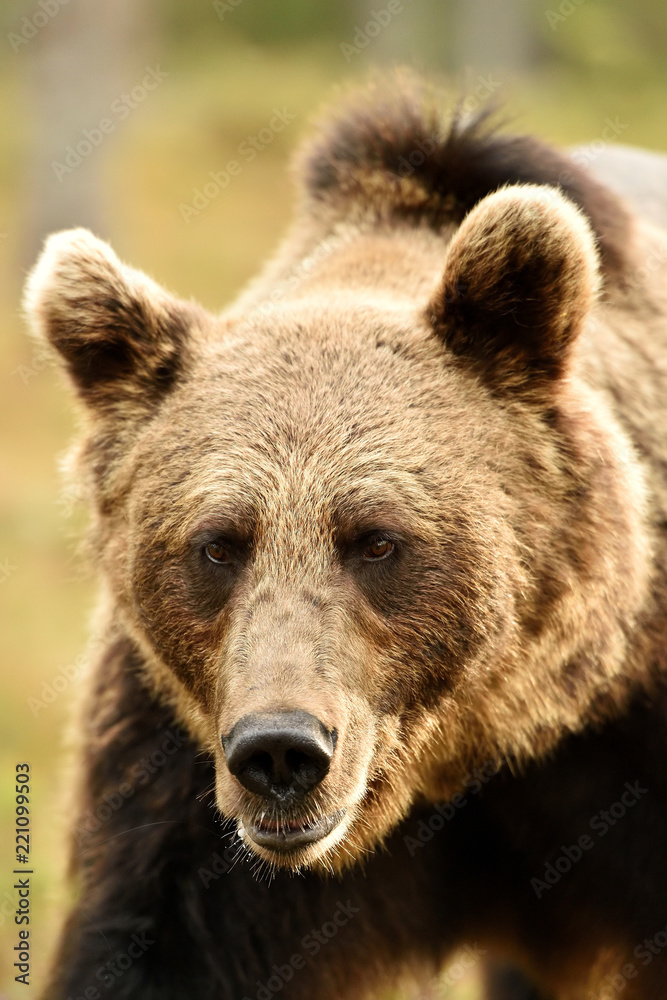 Bear portrait. Bear face closeup.