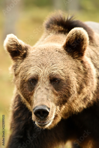 Bear portrait. Bear face closeup.