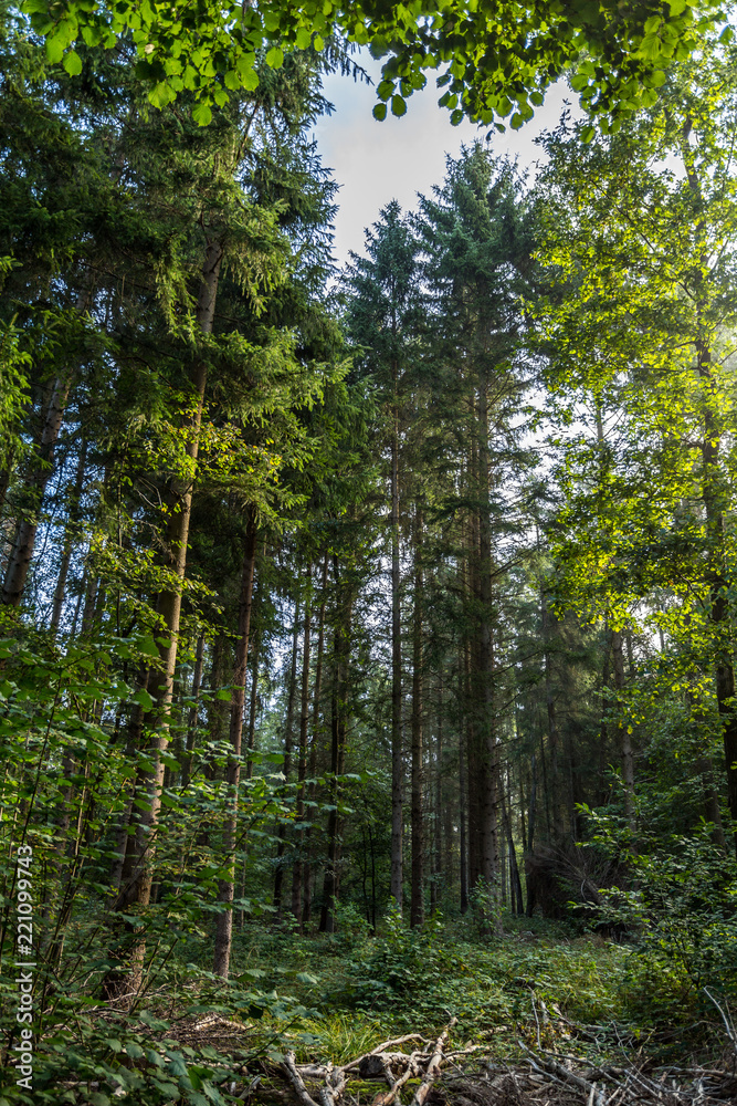 Obraz premium Wald bei Rostock