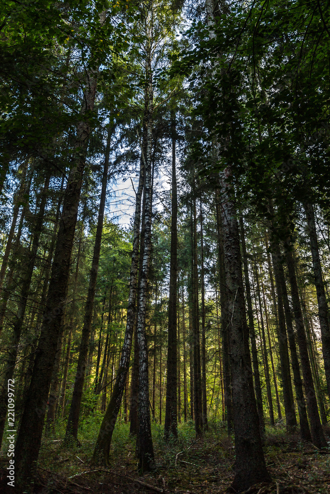 Wald bei Rostock