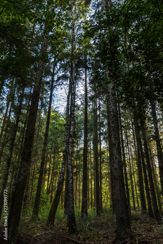 Wald bei Rostock