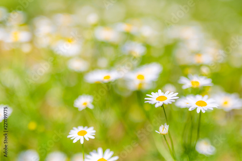 Fototapeta Naklejka Na Ścianę i Meble -  Nature background, meadow and flowers field. Summer daisy flowers