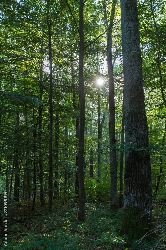 Obraz premium Wald bei Rostock