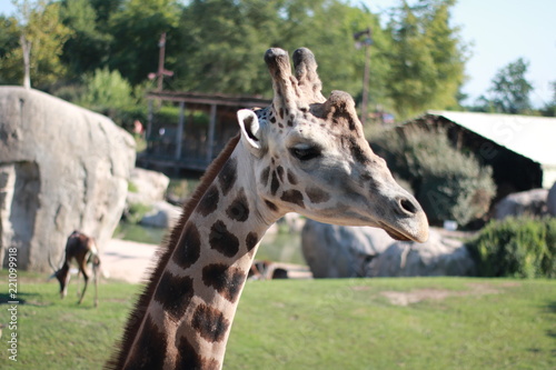 Giraffe at the zoo - wild aniaml portrait photo