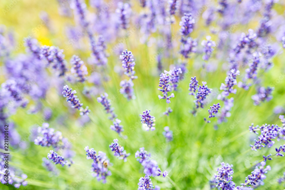 Obraz premium Lavender flowers close-up. Blurry background and soft focus on purple flowers