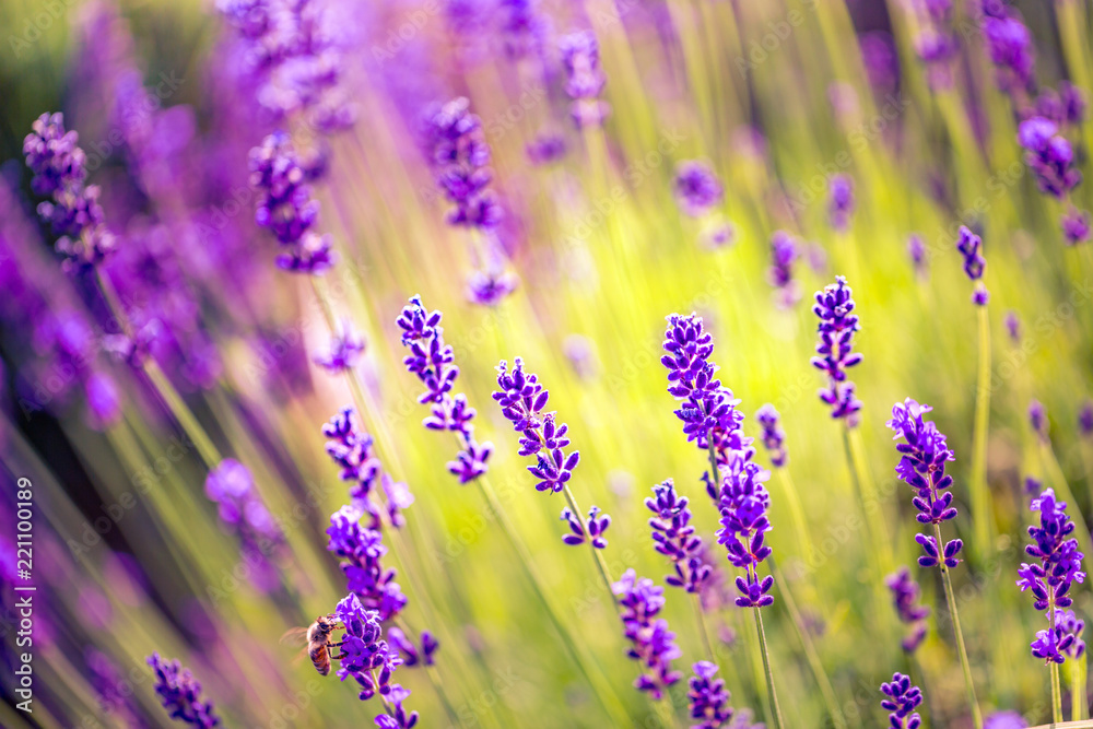 Naklejka premium Letni krajobraz kwiatów, uspokajająca łąka i pole kwiatów.