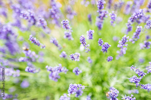 Beautiful abstract summer flowers, lavender closeup blurry background of purple flowers