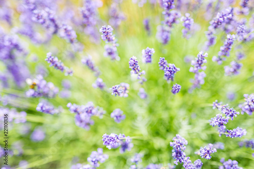 Beautiful lavender under sunlight