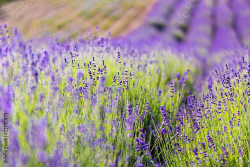 Summer flowers  lavender field and abstract flowers field