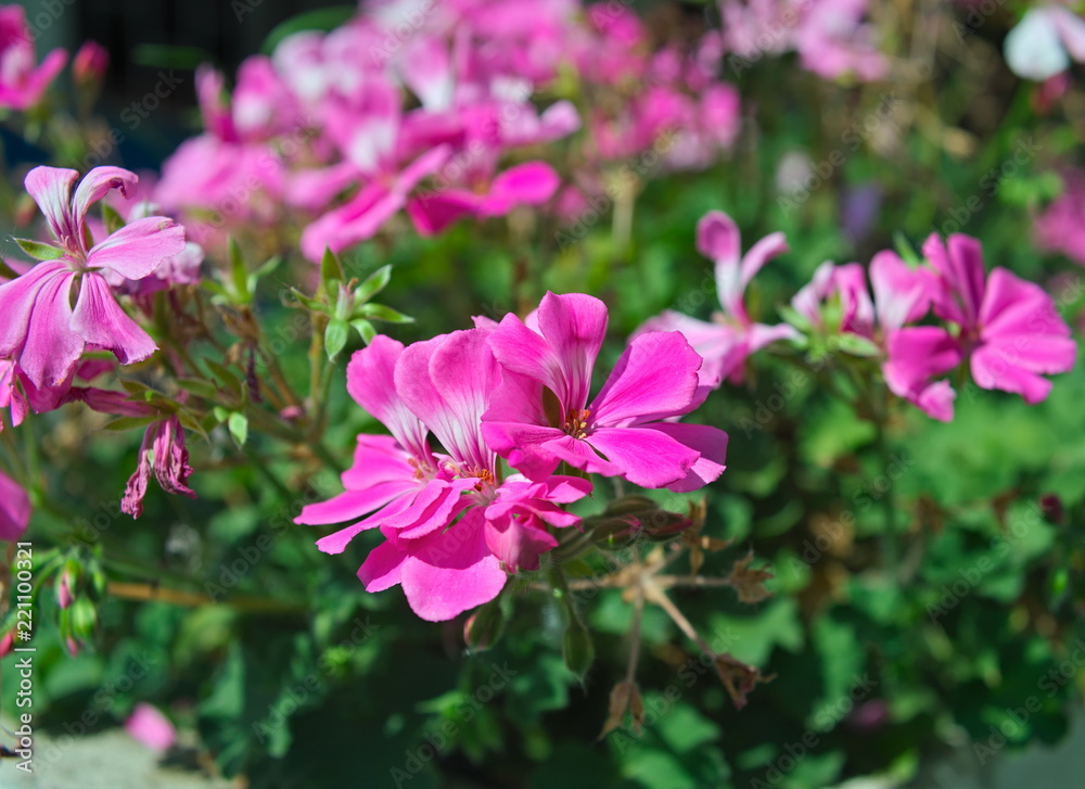 Small houseplant blooming with pink flowers, closeup Small houseplant blooming with pink flowers, closeup