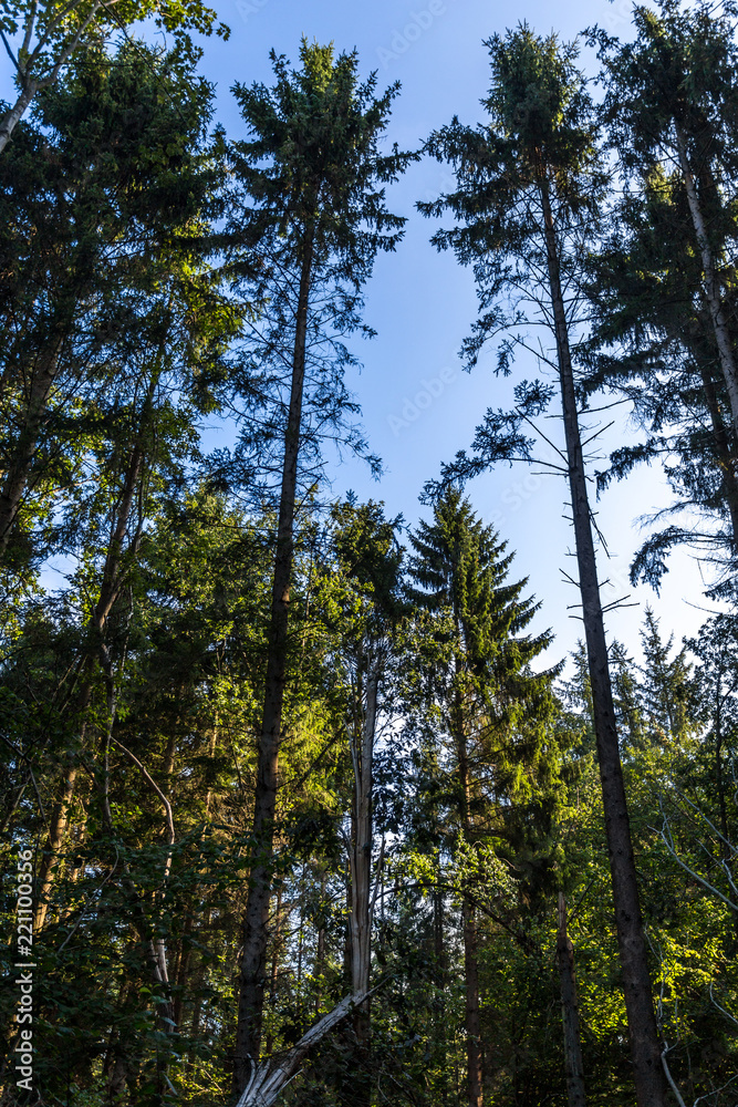 Wald bei Rostock