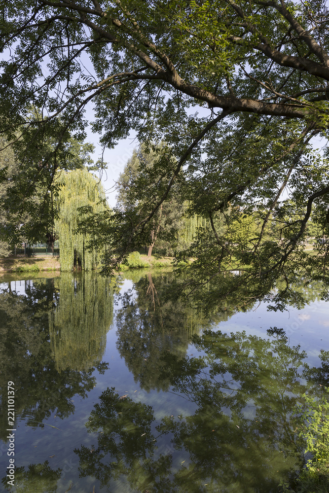 The largest Park in Prague – Stromovka - the Royal Tree-tree, Czech Republic The largest Park in Prague – Stromovka - the Royal Tree-tree, Czech Republic