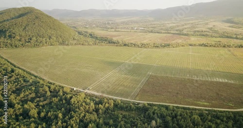 Aerial viea: Hazel trees plantation with scenic panoramic view photo