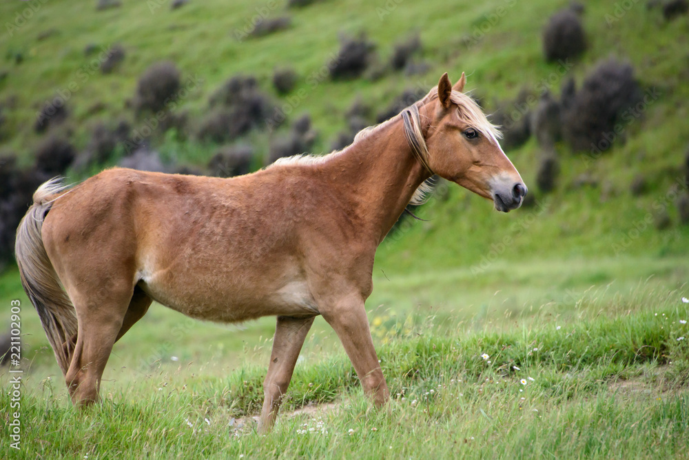 An elegant wild horse in Kaimanawa mountain ranges, central plateau, New Zealand An elegant wild horse in Kaimanawa mountain ranges, central plateau, New Zealand