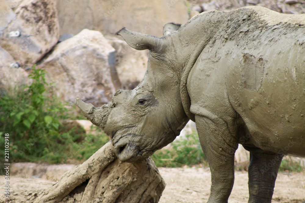 Obraz premium szary dorosły nosorożec pokryty gliną