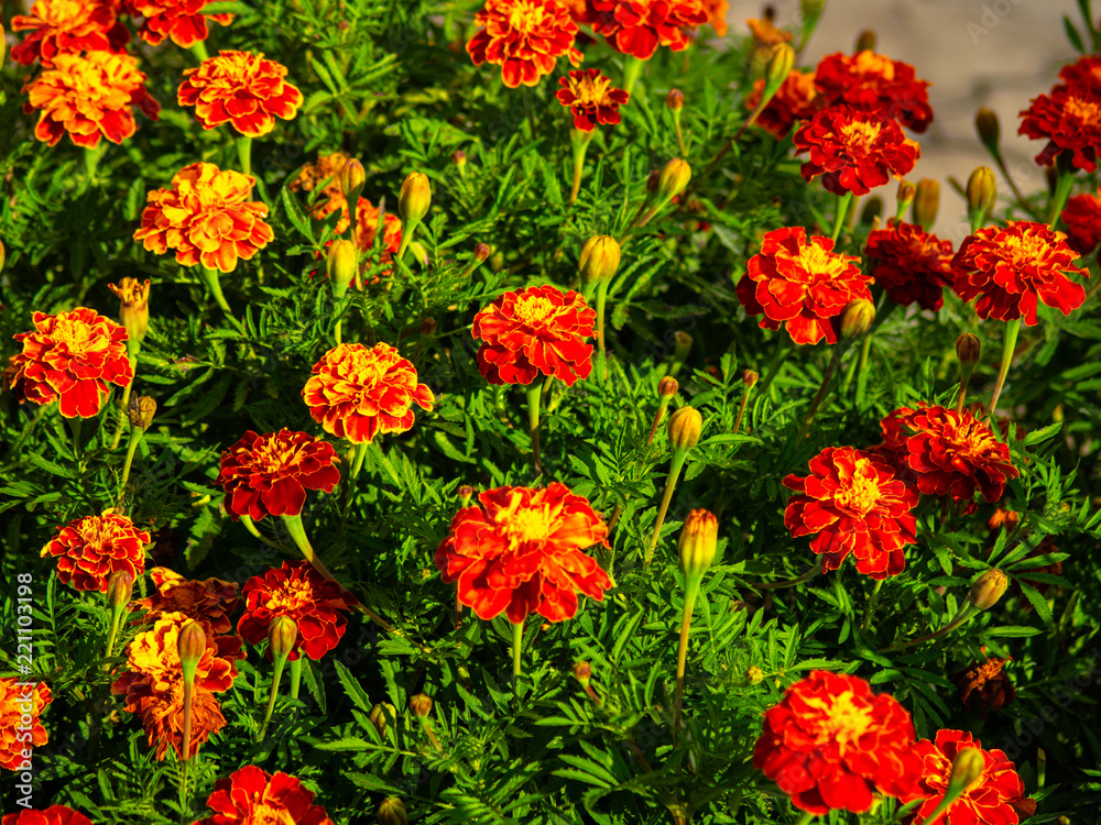 Red-yellow flowers