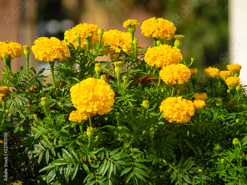 Golden flowers