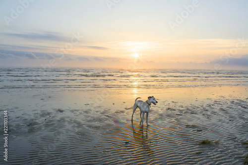 Dog on Sunrise beach photo