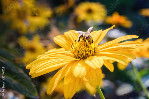 Bee on an Arnica blossom photo