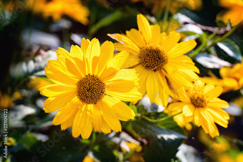 Arnica herb blossom in autumn evening.