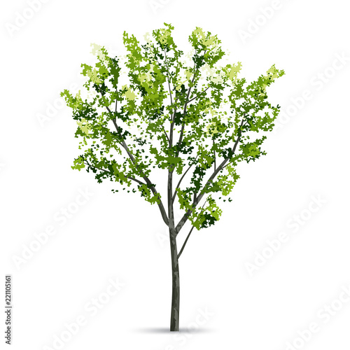 Tree isolated on white background with soft shadow. Natural object for landscape design. Vector. © Lifestyle Graphic
