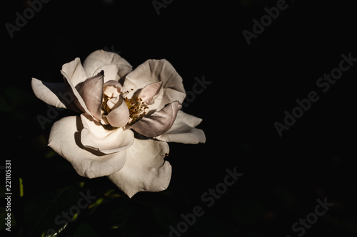 Billede på lærred white rose in the dark
