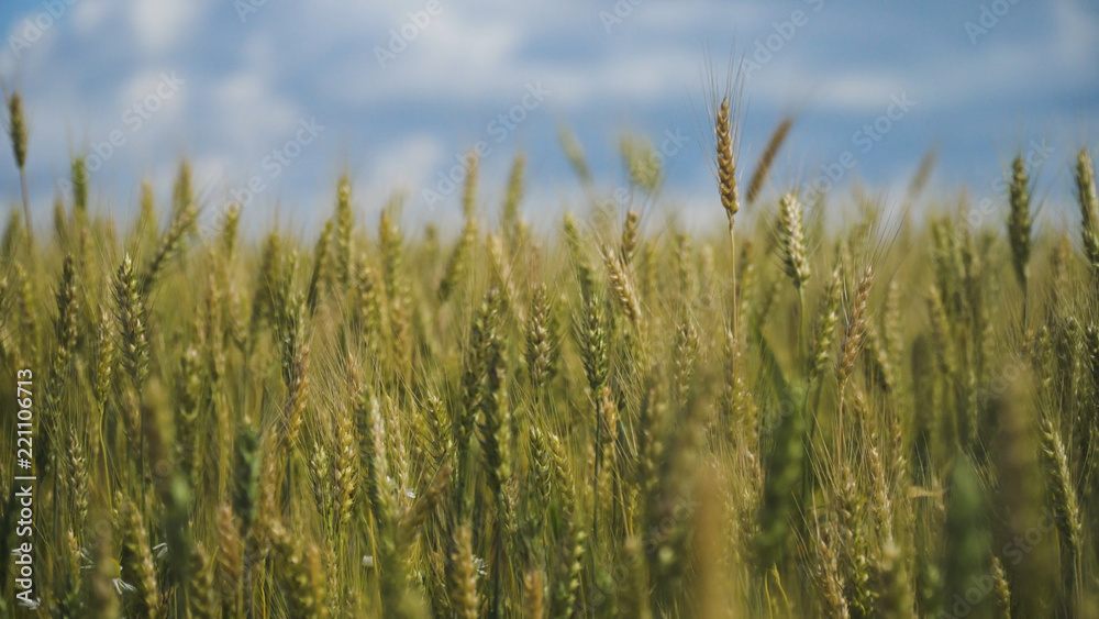 Wheat ears in field. blue sky, clouds. Golden wheat field. Yellow grain ready for harvest growing in farm field. Wheat ears in field. blue sky, clouds. Golden wheat field. Yellow grain ready for harvest growing in farm field.