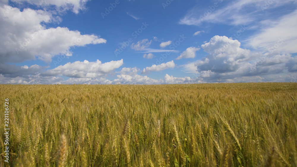 Wheat ears in field. blue sky, clouds. Golden wheat field. Yellow grain ready for harvest growing in farm field.