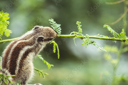 Squirrel eating leaves © Shiv Mer