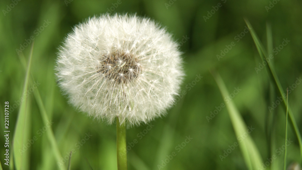 Dandelion Seed Head ,on blurry background,macro close-up. Dandelions, dandelion meadow, white flowers in green grass. Dandelion Seed Head ,on blurry background,macro close-up. Dandelions, dandelion meadow, white flowers in green grass.