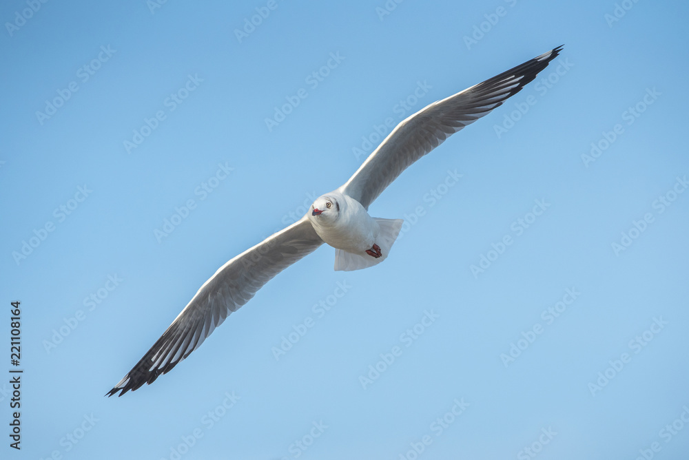 Obraz premium A beautiful gull is flying.