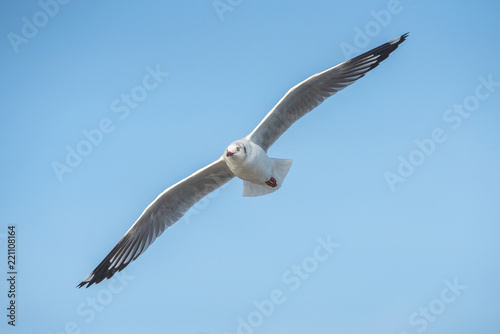A beautiful gull is flying.