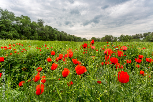 poppy field with bush and blue sky