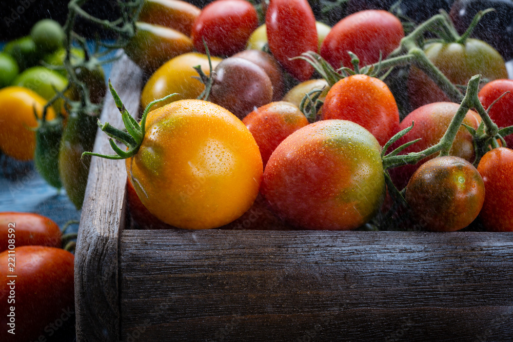 Harvest of fresh tomatoes
