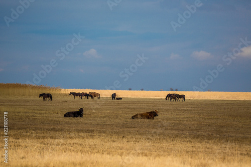 Rural landscape with grazing horses on pasture at sunset
