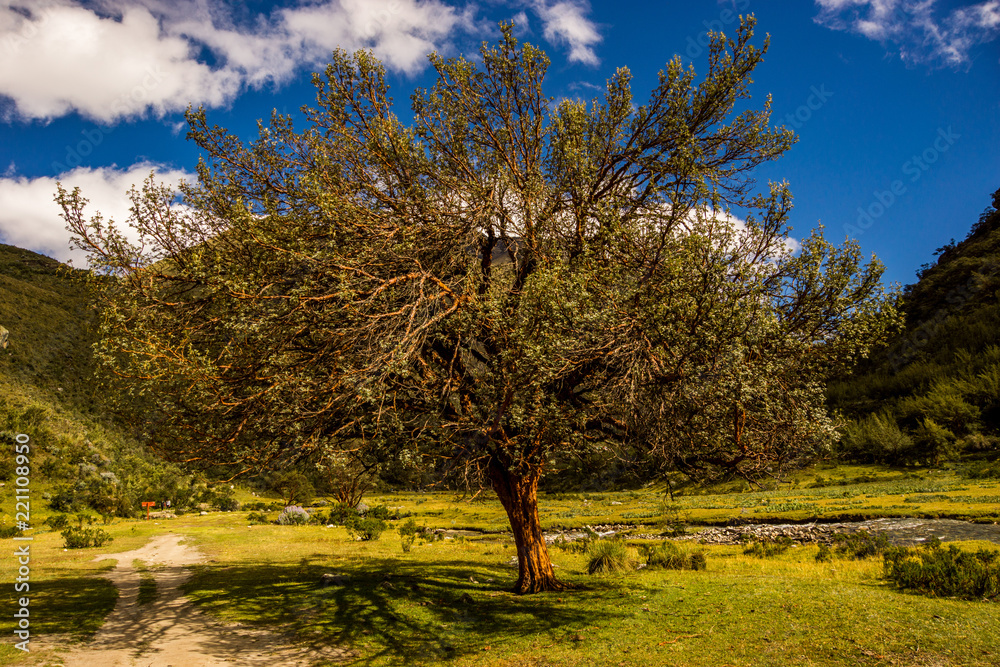 Obraz premium arbre de la laguna