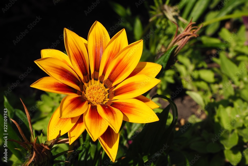 beautiful yellow flower beautiful yellow flower
