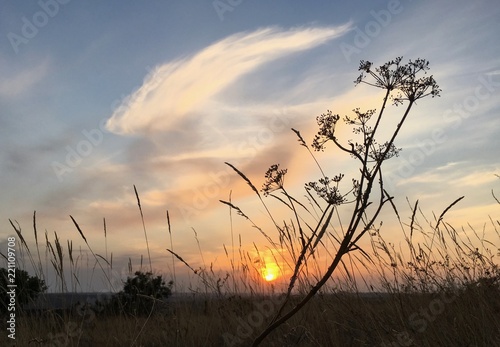 silhouette  grass  sunset  sky  tree   steppe  donetsk  donbass  ukraine