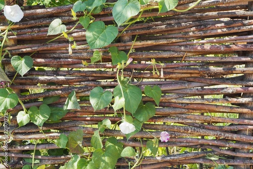 brown wicker fence with leaves